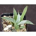 Agave vizcainoensis 2-inch pots