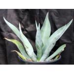 Agave weberi 5-gallon pots