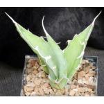 Agave xylonacantha 5-inch pots