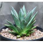 Agave cv ‘Blue Glow‘ 2-gallon pots Agave cv ‘Blue Glow‘ 2-gallon pots