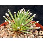 Agave albipilosa 8-inch pots