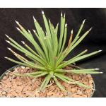 Agave albipilosa 8-inch pots