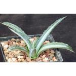 Agave americana var. medio-picta alba 5-inch pots