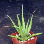 Agave bracteosa 3-inch pots