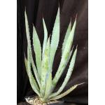 Agave capensis one-gallon pots