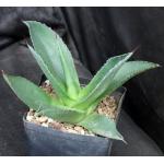 Agave chiapensis one-gallon pots