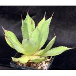 Agave chiapensis (ISI 1243) 5-inch pots
