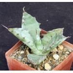 Agave colorata 3-inch pots