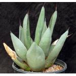 Agave cv Sharkskin 2-gallon pots