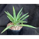 Agave decipiens one-gallon pots