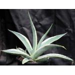 Agave guiengola cv Crème Brulee 2-gallon pots