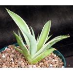 Agave guiengola cv Crème Brulee 6-inch pots