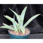 Agave guiengola cv Crème Brulee 8-inch pots