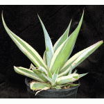 Agave guiengola cv Crème Brulee 2-gallon pots