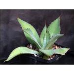 Agave inaequidens (Tapalpa) 5-inch pots
