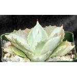 Agave isthmensis cv Ohi Raijeri Shiro-nakafu 4-inch pots