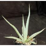 Agave lechuguilla 5-inch pots