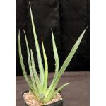 Agave lechuguilla one-gallon pots