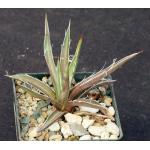 Agave leopoldtii 3-inch pots