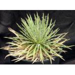 Agave leopoldtii 3-gallon pots