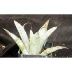 Agave macracantha 2-inch pots