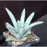 Agave macracantha 5-inch pots