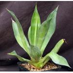 Agave mitis var. albidior one-gallon pots