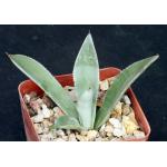 Agave murpheyi 4-inch pots