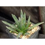 Agave nickelsiae 5-inch pots