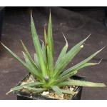 Agave ocahui var. longifolia 5-inch pots