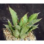 Agave oteroi (FO76) 5-inch pots