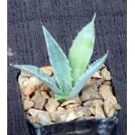 Agave palmeri (ON 1001, Madera Canyon) 2-inch pots