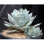 Agave parryi var. truncata (Huntington clone) 5-gallon pots