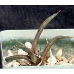 Agave polyanthiflora 4-inch pots
