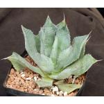 Agave potatorum cv kichiokan one-gallon pots