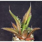 Agave quiotepecensis 4-inch pots