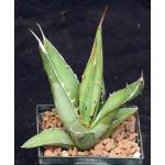 Agave quiotepecensis 5-inch pots