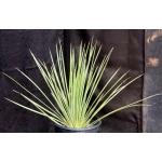 Agave striata ssp. striata 5-gallon pots