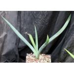 Agave stringens one-gallon pots