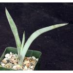 Agave tequilana 4-inch pots