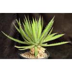 Agave univittata 2-gallon pots