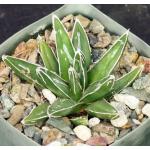 Agave victoriae-reginae 4-inch pots