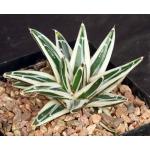 Agave victoriae-reginae cv White Rhino one-gallon pots