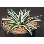 Agave victoriae-reginae cv White Rhino one-gallon pots