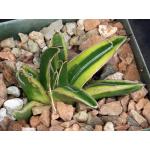 Agave victoriae-reginae (yellow variegate) 4-inch pots