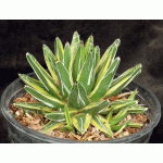 Agave victoriae-reginae (yellow variegate) 2-gallon pots