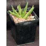 Agave victoriae-reginae(yellow variegate)5-inch pots