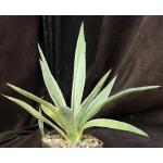 Agave vivipara (angustifolia) variegate 5-inch pots