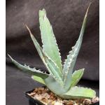 Agave xylonacantha 5-inch pots