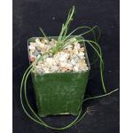 Albuca setosa (Augrabie Hills) 4-inch pots